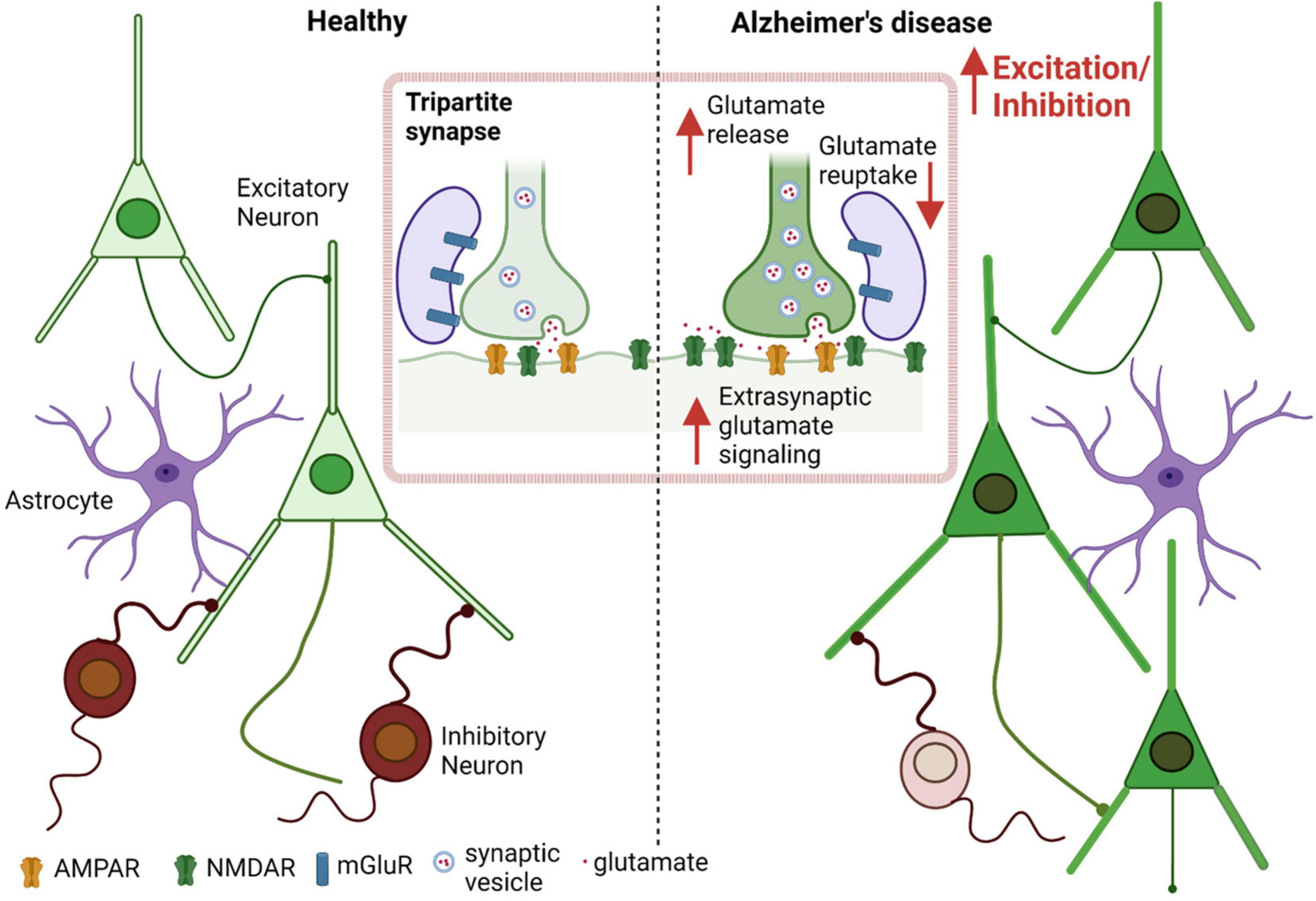 Aberrant protein S-nitrosylation contributes to hyperexcitability-induced synaptic damage in Alzheimer’s disease: Mechanistic insights and potential therapies